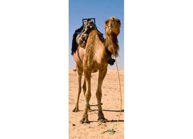 Наклейка на дверь Верблюд в пустыне
